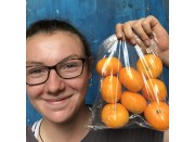 ALFOURER MANDARINS 1KG Bag (MEDIUM SIZE) NORTHLAND Grown